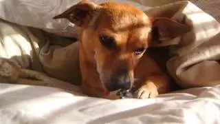 September 3 2016 Toby In Bed