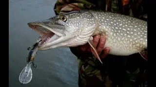 Козырная щучья приманка