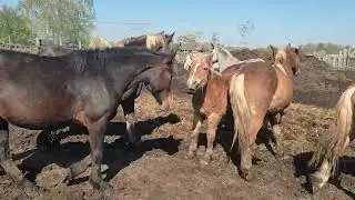 Выпускаем Ириску к лошадям