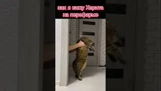 в связи с возвращением в мейнеры кота- Mobile legends 
