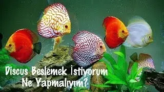 En Kolay Discus Bakımı - Akvaryum Rehberi