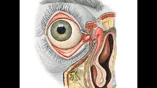 lacrimal apparatus DR SAMEH GHAZY