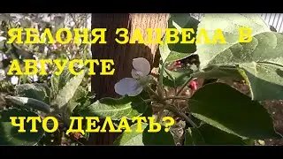 Яблоня зацвела в августе! Что делать?