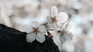 CHINESE FLUTE. КИТАЙСКАЯ ФЛЕЙТА