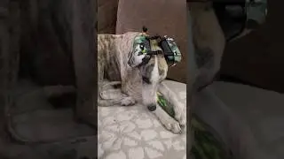Летающий пёс Джованни.