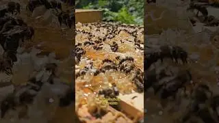 Васильковый мёд оптом и в розницу 