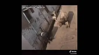 Корова забодала