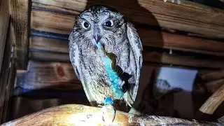 Wet owls chew blue caterpillars without this here everything