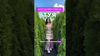 ДАРИМ ГАЙД РО УХОДУ ЗА ТУЯМИ НА ГОД👉 в описании канала #сад #садовыйцентр #туябрабант