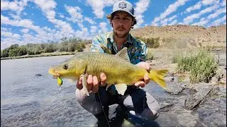 Is this the best 'Smallmouth Yellowfish' spot on the 'Orange River?'