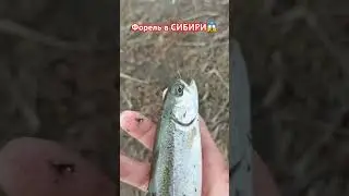 Форель