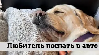 Лабрадор Спит как Младенец в Машине