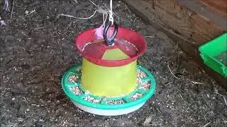 Утро начинается с козочек!Фазаны приняли Алмазного фазана!Плохенький цыпленок:(