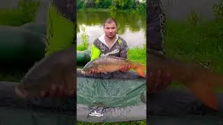 Поймал золотую рыбку #shorts #рыбалка #carpfishing