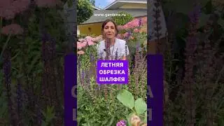 ДАРИМ ГАЙД ПО УХОДУ ЗА ТУЯМИ НА ГОД👉в описании канала 
