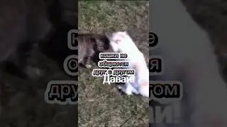 Несколько фактов про котов #shortvideo #shorts #МирВсего #коты