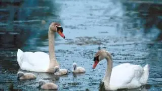 Лебеди летят