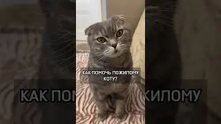 Кот на пенсии