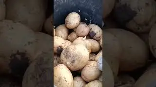 Выкопал 5 кустов.