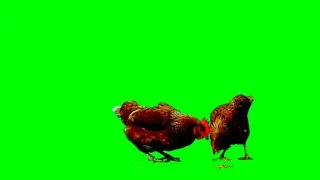 Cock screen video background effect/ green screen video cock