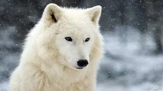 Полярный волк. Кто он?