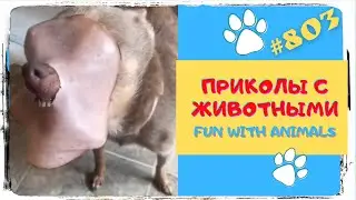 Fun with Animals 😜 Смешные Животные 😁 Подборка 👍