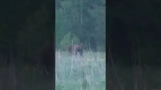 ВСТРЕЧА С МЕДВЕДЕМ В ТАЙГЕ.
