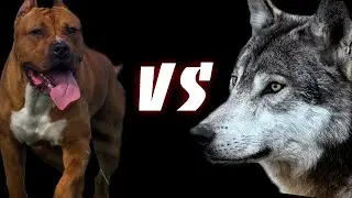 ВОЛК vs ПИТБУЛЬ кто  сильнее ? (СХВАТКА)