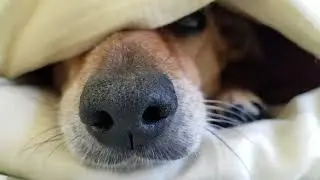 July 28 2018  Toby Hiding in Bedsheets C