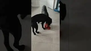 подрались из за подружки. 