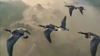 Потрясающее видео! Как птицы летят на юг