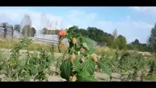 Малина ремонтантная сорт Дочь геракла  0Oxx RhN2xo uge vIKLvxY