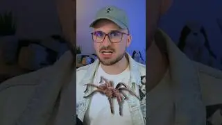 Гигантские ПАУКИ АТКАУЮТ