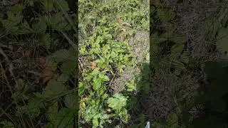 Поспело очень много лесной ягоды .