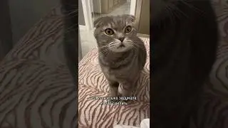 Кот идёт на радугу