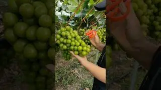 Grape Farming Techniques #farming #agriculture