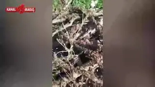 Kahramanmaraş'ta çekirge istilası