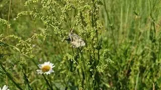 как выглядит бабочка в замедленной съёмке.  #nature , #природа, #slowmotion