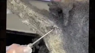 MOLDY LOCS! How does this happen??!