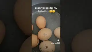 Chicken super food #chickenegg #homesteading #chicken #chickenfood