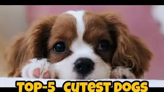 TOP-5 CUTEST DOGS