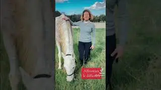 INTERVENTI ASSISTITI CON IL CAVALLO 🐎