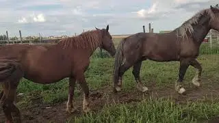 👍Оставляем жеребца в табуне на ночь