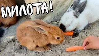 МИНИ ПУТЕШЕСТВИЕ▶️ СГОНЯЛИ В КАЛУГУ ЖИВОТНЫХ ПОСМОТРЕТЬ▶️ ПАРК БИОСФЕРА