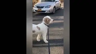 Dog training transformation: step by step on how I taught a dog to Heel #dogtraining