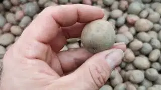 Семенной Сарпо Мира ВЫРАЩИВАЙТЕ ТОЛЬКО ТАК!