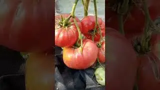 Томат Минусинский гигант