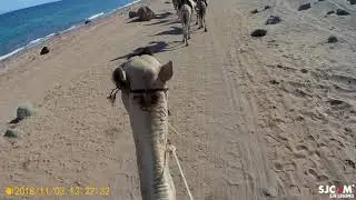 КАТАНИЕ НА ВЕРБЛЮДЕ В ЕГИПТЕ