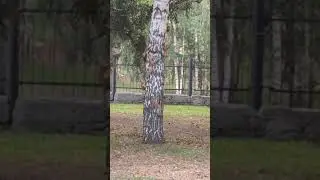 Танец Белок.😊