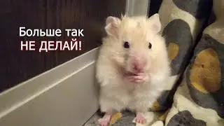 Нас напугал хомяк. ЧТО СЛУЧИЛОСЬ?